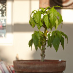 Overwintering Hot Pepper Plants