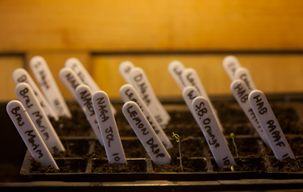 Seed Tray