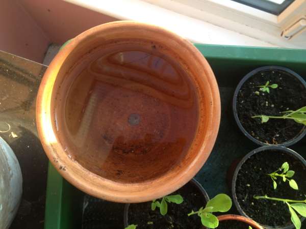 Self Watering Terracotta Pot