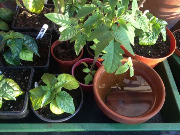 Self Watering Tray