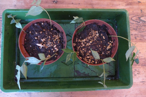 Propagating Curry Leaves