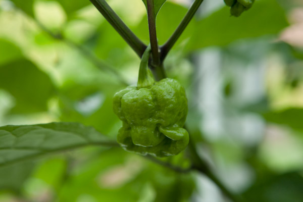 Moruga Scorpian