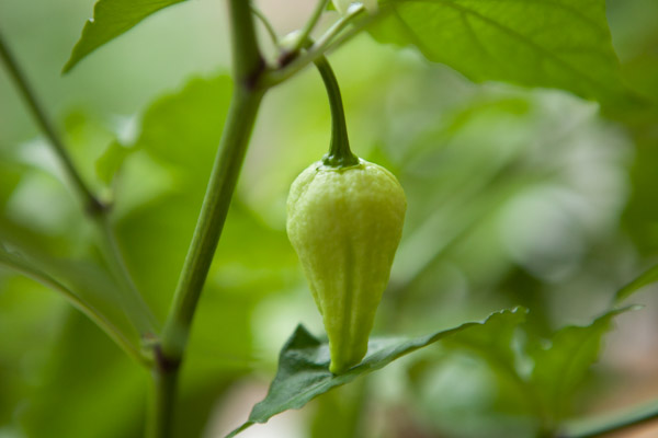 Naga Jolokia