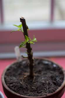 Overwintered