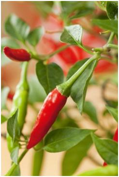 Growing Chilli Peppers Guide - The Chilli King
