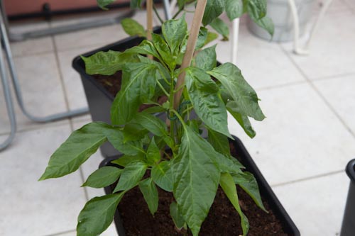 Healthy Chilli Plant