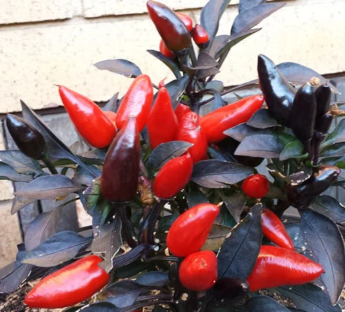 Why are my chillies black