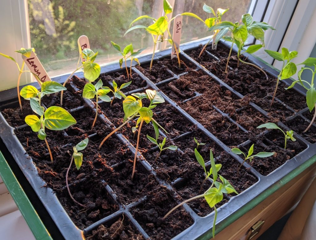 when to repot chilli seedlings