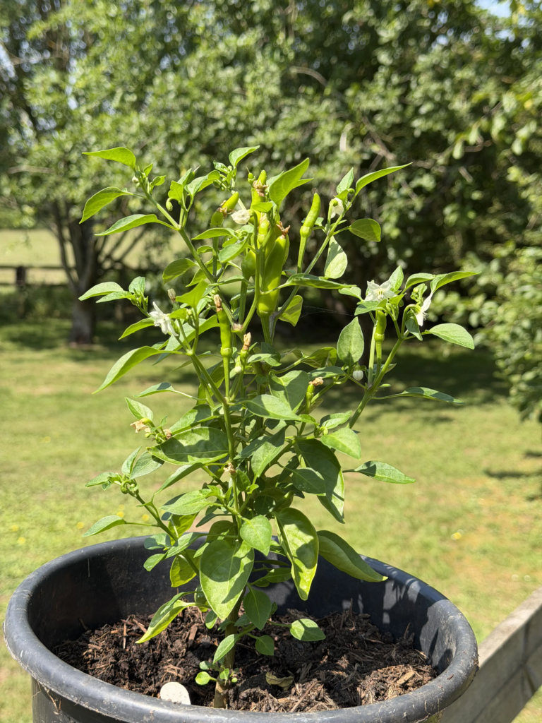 When to pinch out chilli plants
