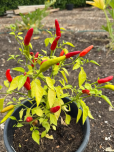 Nitrogen deficient chilli plant